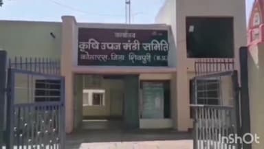 कोलारस: मानीपुरा कृषि उपज मंडी में फसलों की खरीदी जारी है सोयाबीन के दामों में आया ₹100 प्रति कुंटल का उछाल