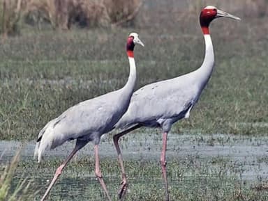 कतर्नियाघाट वन्य जीव अभ्यारण्य में सारस की गणना तराई की धरती को प्राकृतिक रूप से समृद्ध बनाने के लिए वन विभाग प्रतिवर्ष