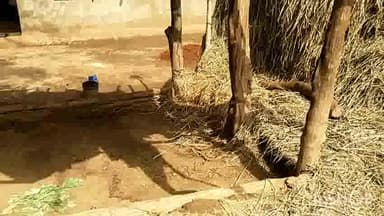 अंबिकापुर: दरिमा थाना अंतर्गत ग्राम कुबेरपुर में अज्ञात चोर ने किसान के दो बैल किए चोरी, किसान हुआ परेशान