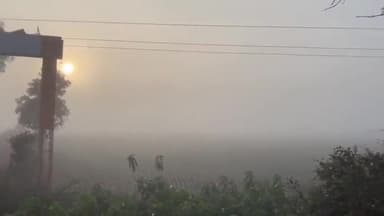 रायसेन: रायसेन में बादल छंटे, ठंड बढ़ीं, बीती रात का तापमान 13 डिग्री दर्ज, कोहरा; पेड़-पौधों पर जमा हुई ओंस