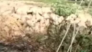 सिणधरी: सणपा-खरण्टिया विधुत लाइन का तार टूटने से क्षेत्र की विधुत सप्लाई हुई बाधित