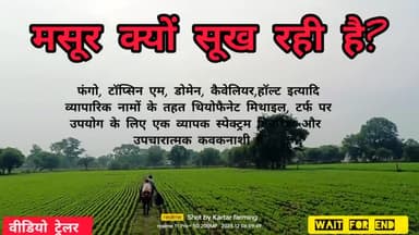 मसूर सूख रही है कौन सी दवा डाले  #kartarfarming