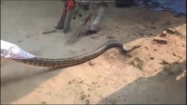 गोंडा: राधा स्वामी सत्संग ब्यास के निकट एक व्यक्ति के घर के पास निकला अजगर, वन विभाग ने पकड़ा