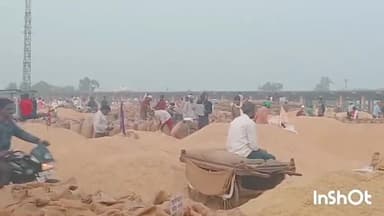 बारां: जिला अस्पताल रोड स्थित कृषि उपज मंडी में उड़द 5001 से ₹8000 प्रति क्विटल भाव से बिकी