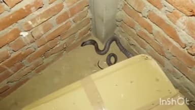 कुरवाई: सिरोंज रोड पर एक मकान से स्नेक सेवर परवेज ने जहरीले सर्प का रेस्क्यू कर सुरक्षित जंगल में छोड़ा