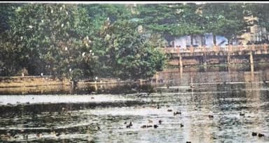 झारखंड साइबेरिया से रांची लेक पहुंचे विदेशी डक और अन्य पक्षी अब फरवरी तक यही रहेंगे सर्दी में करीब 11000 किलोमीटर दूर साइबेरिया और मंगोलिया से प्रवासी पक्षी आते हैं उनके आने का क्रम अक्टूबर से नवंबर महीने में शुरू होता है और फरवरी में वापस