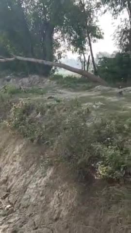 शाहगंज: ग्राम पंचायत संदहा में अचानक गिरा पेड़ पेड़ जिससे बाल बाल बचे आसपास के लोग