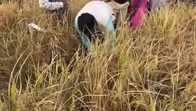 जगदीशपुर: जगदीशपुर प्रखंड के लगनपुरा गांव में एसडीएम द्वारा धान का किया गया क्रॉस कटिंग