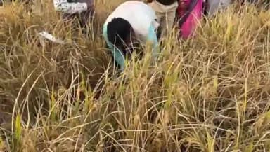 जगदीशपुर: जगदीशपुर के लखनपुरा गांव में जगदीशपुर एसडीएम संजीत कुमार द्वारा धान की फसल की गई क्रॉप कटिंग