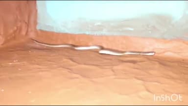 कुरवाई: ग्राम पंचायत घटवार के पास एक मकान से स्नेक सेवर ने कोबरा सांप का किया रेस्क्यू, जंगल में छोड़ा गया सांप