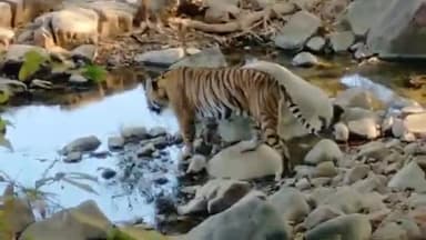 सवाई माधोपुर: ranthambore national park ABS #ranthambhore