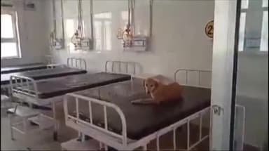 मुरादाबाद: जिला अस्पताल में मरीजों के बेड पर बैठे कुत्ते का वीडियो वायरल मामले का सीएमएस ने लिया संज्ञान