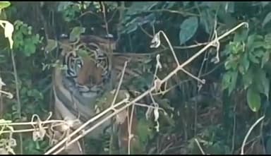 पिपरिया संतोष गांव के निकट मार्ग के किनारे झाड़ियां में बाघ की मौजूदगी से यातायात प्रभावित,सुबह से झाड़ियां में बैठा बाघ