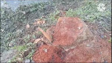 हरियाली के दुश्मन बने ठेकेदार खुलेआम कर रहे हरे भरे पेड़ों का कटान, गझेड़ी निवासी बाबू खां ने किया कटान