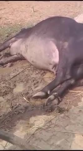 मड़िहान: राजगढ़ थाना क्षेत्र के रयकरी  गांव में बिजली का तार टूटने से भैंस की हुई मौत भैंस को नहलाने वाला व्यक्ति बाल बाल बचा