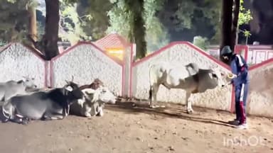 सिरोंज: सर्दी में आवारा गौवंश को बीमारी से बचाने नगर में जैन समाज के युवा खिला रहे औषधि युक्त लड्डू