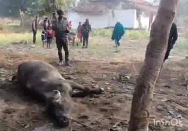 अंबिकापुर: जिले के उदयपुर रेंज में हाथियों का उत्पात जारी, आधी रात को घर के बगल में बंधे एक भैंस को हाथियों ने मारा