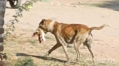 आहोर: आहोर के राजकीय अस्पताल क्षेत्र में एक श्वान खरगोश की खाल को लेकर घूमता रहा, ग्रामीणों का कहना खरगोश का शिकार किसने किया