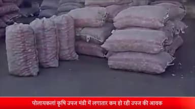 पोलायकलां: पोलायकलां कृषि उपज मंडी में उपज की आवक में तेजी से गिरावट, कुल 700 कट्टे हुई आवक