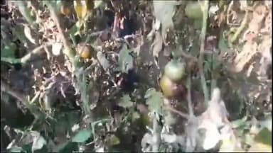 ਪਟਿਆਲਾ: ਪਿੰਡ ਫਤਿਹਪੁਰ 'ਚ ਟਮਾਟਰ ਕਾਸ਼ਤਕਾਰਾਂ ਨਾਲ ਮਿਲੇ ਸਾਬਕਾ ਵਿਧਾਇਕ ਹਰਿੰਦਰਪਾਲ ਚੰਦੂਮਾਜਰਾ,  ਕਿਹਾ ਸਰਕਾਰ ਕਿਸਾਨਾਂ ਨੂੰ ਦੇਵੇ ਮੁਆਵਜ਼ਾ