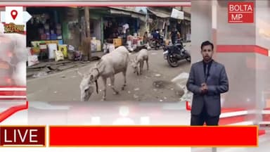 दतिया किला चौक मैदान पर जानवरों के आतंक से आम जनता है परेशान।@#@#