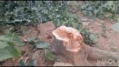 अंबिकापुर: उदयपुर परसा ईस्ट एवं केते बासेन के में तीसरे दिन भी पेड़ों की कटाई जारी