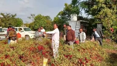 बड़ौद: औषधि एवं उद्यानिकी फसलों के बारेमें कलेक्टर सिंह ने ली जानकारी, परिहार कृषि फार्म पर पंहुचे बड़ौद कलेक्टर  राघवेंद्र सिंह