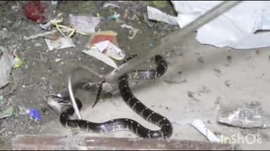 कुरवाई: ग्राम पंचायत घटवार के पास स्तिथ मकान से स्नेक सेवर परवेज ने जहरीले सर्प का किया रेस्क्यू, सुरक्षित जंगल में छोड़ा