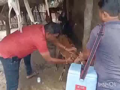 कोन्टा: गगनपल्ली में पशुधन विकास विभाग के द्वारा चलाया गया टीकाकरण अभियान