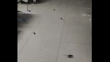 कोल: जिला महिला अस्पताल में चूहों के आतंक से भय, मरीजों व तीमारदारों को काटकर जख़्मी कर रहे चूहें