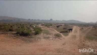 लिधौरा: रतनगुआ़ँ गांव की सैकड़ो एकड़ वन भूमि पर लोगों ने वही फसल वन विभाग कर्मचारियों की मिली भगत से