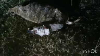 गुना: पगारा गौशाला में गायो की स्थिति दयनीय गायो की हो रही मौत, एक धार्मिक संगठन से जुड़े लोगो ने निरीक्षण कर वीडियो किया जारी