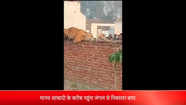 कलीनगर: अटकोना गांव में किसान के घर की दीवार पर बैठा नजर आया बाघ, वन विभाग की टीम मौके पर पहुंची