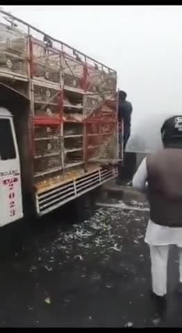 आगरा हाईवे पर घने कोहरे के कारण ट्रेलर और पिकअप आपस में टकराए, हादसे के बाद पिकअप में लदे मुर्गो को लूट ले गए लोग।