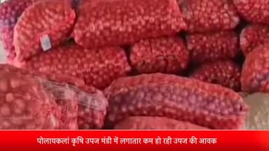 पोलायकलां: पोलायकलां कृषि उपज मंडी में 460 कट्टे ही हुई उपज की आवक,  प्याज 1400 और लहसुन 20 हजार 300 रुपये क्विंटल तक बिकी
