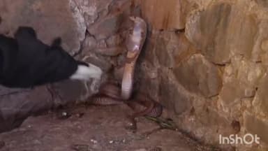 कुरवाई: मुगावली रोड स्तिथ मकान से स्नेक सेवर परवेज ने जहरीले सर्प का किया रेस्क्यू, सुरक्षित जंगल में छोड़ा