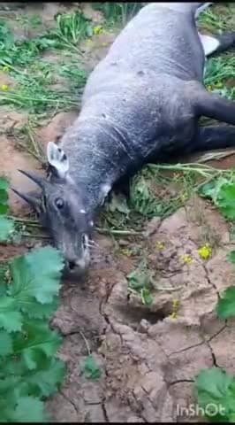 धौलपुर: भेसेना शिकारियो ने नीलगाय को मारी गोली, खेतों में तड़प रही थी नीलगाय ,वन विभाग की टीम ने किया रेस्क्यू