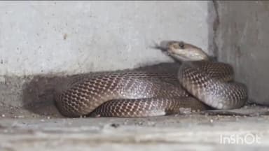 कुरवाई: मंडीबामोरा रोड स्तिथ मकान से स्नेक सेवर परवेज ने जहरीले सर्प का रेस्क्यू कर सुरक्षित जंगल में छोड़ा