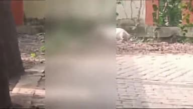 सुल्तानपुर: दिल को विचलित करने वाला सामने आया VIDEO, पर्यावरण पॉर्क में नवजात के शव को दरिंदगी के साथ निवाला बनाता रहा कुत्ता