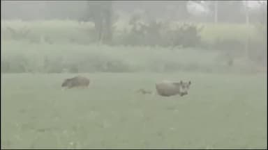 सुनेल: कुंडला प्रताप में जंगली सूअर व नील गायों के आतंक से किसान परेशान, रातभर जागकर फसलों की करते है निगरानी