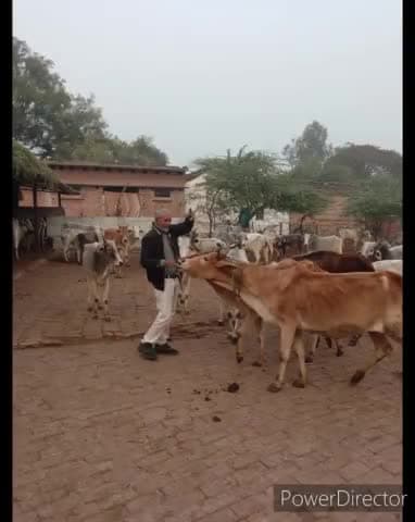 ग्राम पंचायत ऐर में नव वर्ष के शुभ अवसर पर ग्राम प्रधान फौजी जुझारसिंह राजपूत ने गौशाला में गायों की सेवा कर कर मनाया गया नववर्ष क्षेत्र वासियों को नया सन्देश देने की कोशिश की जिससे अच्छा काम करें न कि जुआ शराब मांस का सेवन कर नववर्ष मनाये