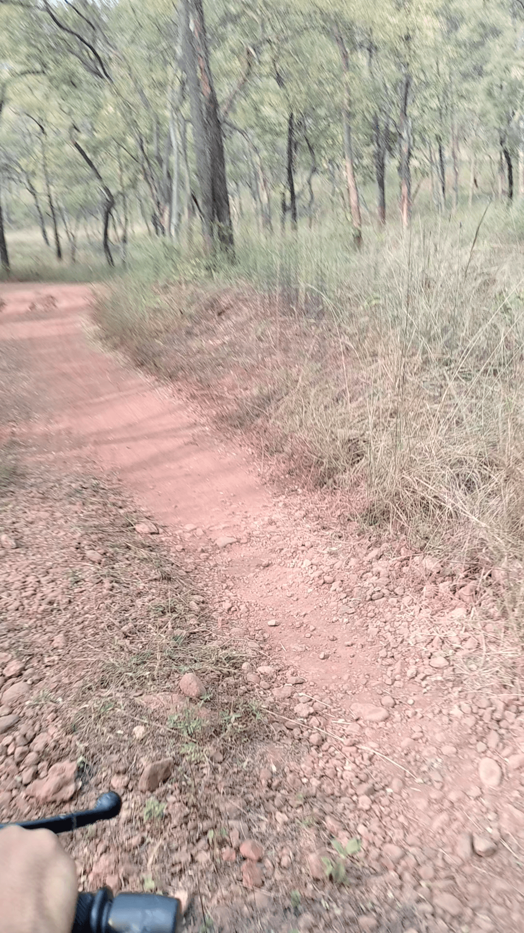 @नए बर्ष के दिन पर्यटकों ने किया सतपुड़ा टाइगर रिजर्व का दीदार #देर शाम तक देखे गए शेलानी