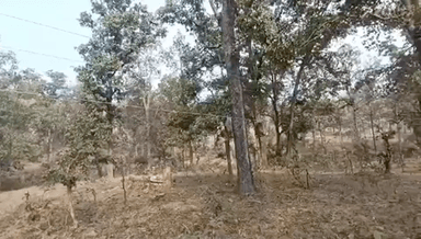 सिंगरौली: जीर गाँव में बिजली विभाग व फॉरेस्ट विभाग की दिखी बड़ी लापरवाही, हरे पेड़ के सहारे ले गए 11000 केवी की लाइन