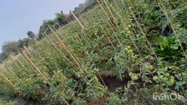 चित्तौड़गढ़: फसलों, सब्जियों एवं बगीचों में पाला पड़ने की संभावना के मध्य नजर किसानों के लिए उद्यान विभाग द्वारा जारी की गई एडवाइजरी