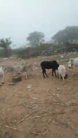 मलारनाडूंगर: गौ सेवा🐄🐄
_______
" सैनी नवयुवक मंडल खिरनी के द्वारा गायों की चारा व पानी की व्यवस्था की गई है #Khirni
