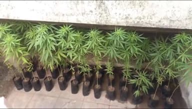 हिंगणघाट: जगन्नाथ वार्डातील घराच्या छतावरून पोलिसांनी दोन ते अडीच फूट उंचीचे ४२ गांज्याचे झाडे केले जप्त