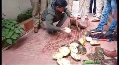 कहरा: सहरसा जंक्शन स्थित प्लेटफॉर्म न.1 पर वैशाली सुपर फास्ट ट्रेन से तस्करी के लिए लाए जा रहे 185कछुआ को आरपीएफ ने किया बरामद