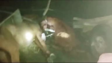 सवायजपुर: रमनगरिया गांव में मवेशियों के ऊपर टूटकर गिरा विद्युत लाइन का तार, 3 मवेशियों की हुई मौत