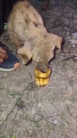 राजस्थान: लड़कों की टोली एक नन्हे से पिल्ले को ग्लास में पिलाई शराब ।वीडियो के वायरल होने के बाद पुलिस एक्शन में.. #viralreal