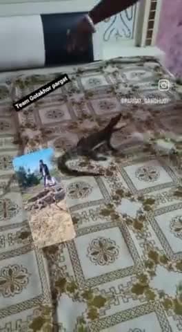 magarmach ka Bacha #like #share #coment